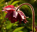 Aquilegia Hybrida